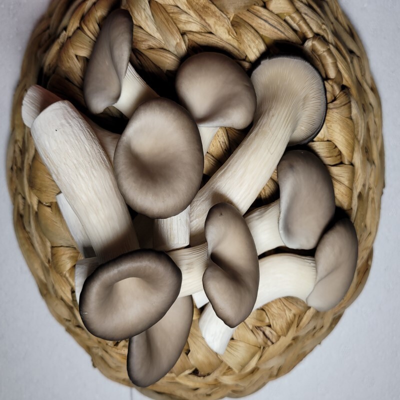 양양몰,여우골버섯농장 느타리버섯 (500g,1kg)
