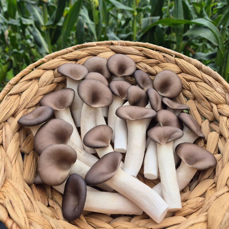 강원더몰,여우골버섯농장 느타리버섯 (1kg)