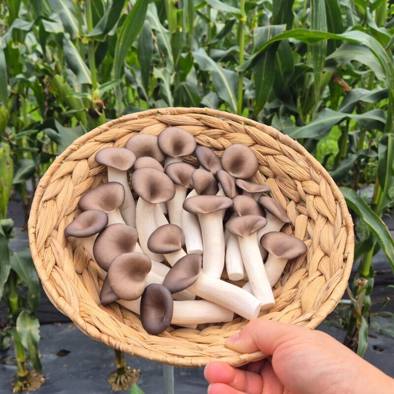 강원더몰,여우골버섯농장 느타리버섯 (1kg)