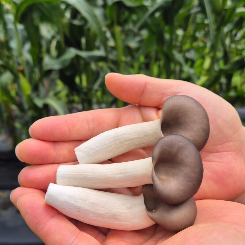 강원더몰,여우골버섯농장 느타리버섯 (1kg)