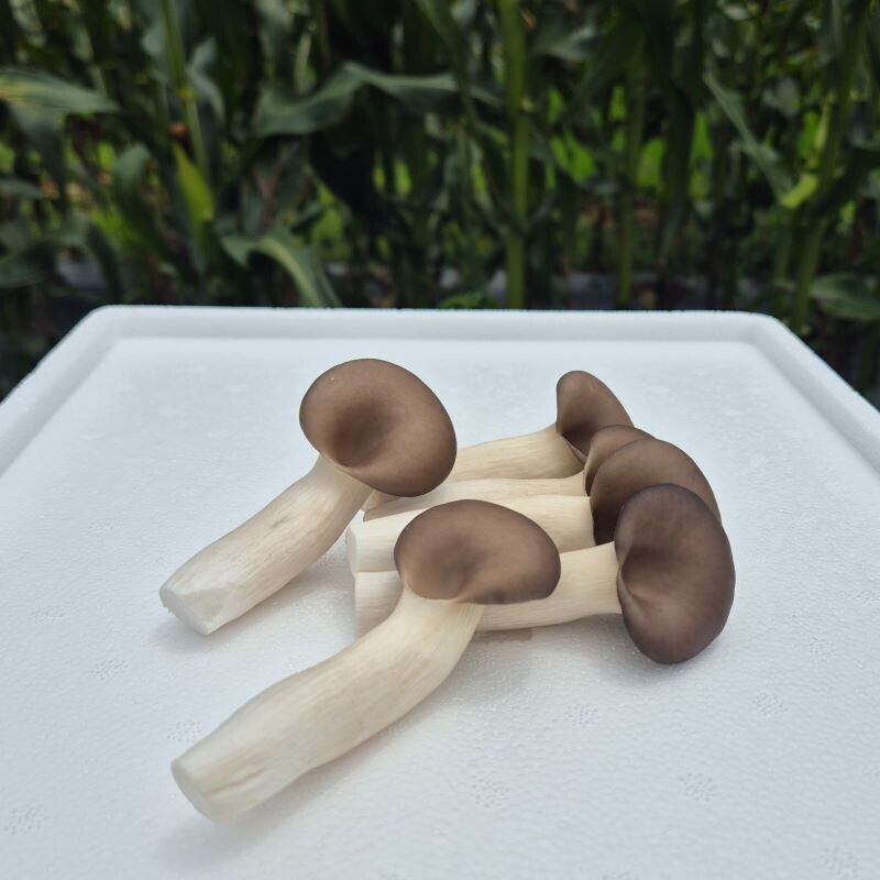 강원더몰,여우골버섯농장 느타리버섯 (1kg)