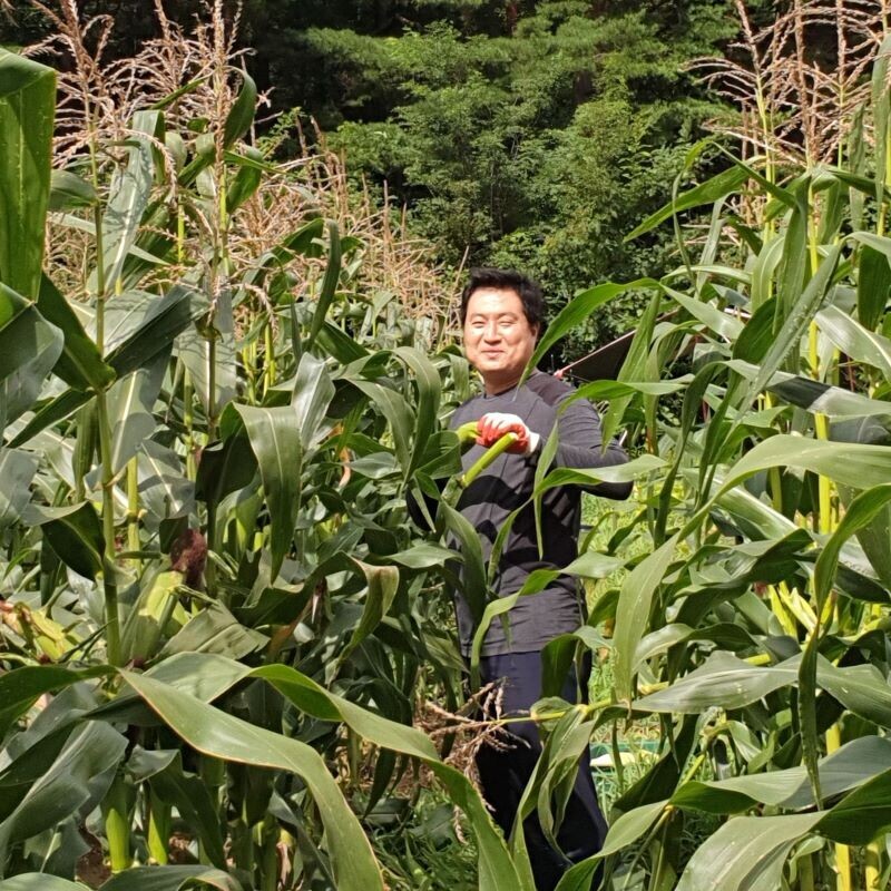양양몰,여우골버섯농장 미흑찰옥수수